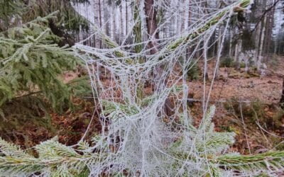 Luonto…kannattaisiko sitä suojella?